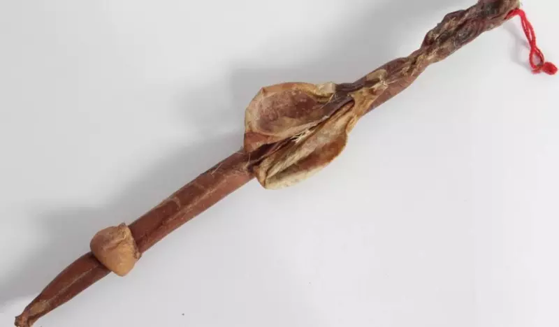 古代中藥秘方鹿鞭真的可以壯陽嗎？中醫師解析真相