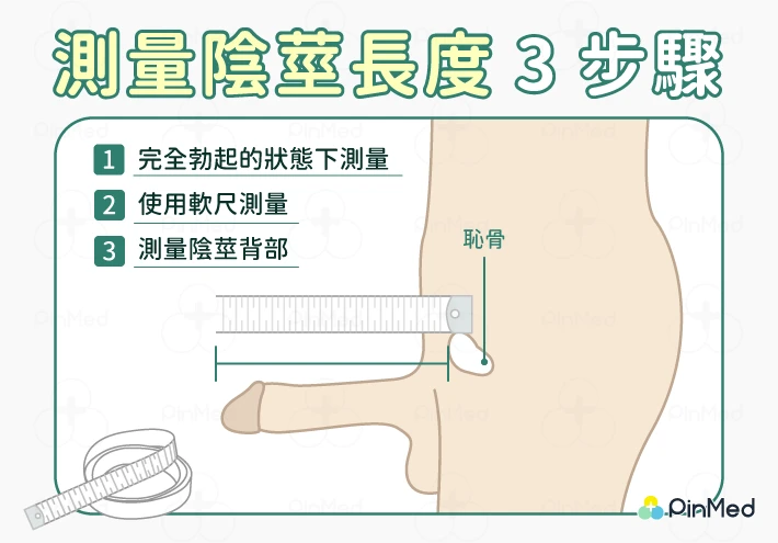 台灣男性平均尺寸揭秘：醫學數據與正確測量方式全解析