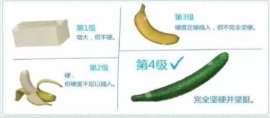 勃起硬度四級分數圖表
