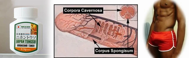 日本藤素增大效果示意圖