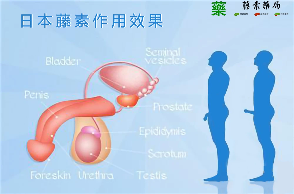 第三代日本藤素吃法與功效完整評測：早洩剋星真的有效嗎？